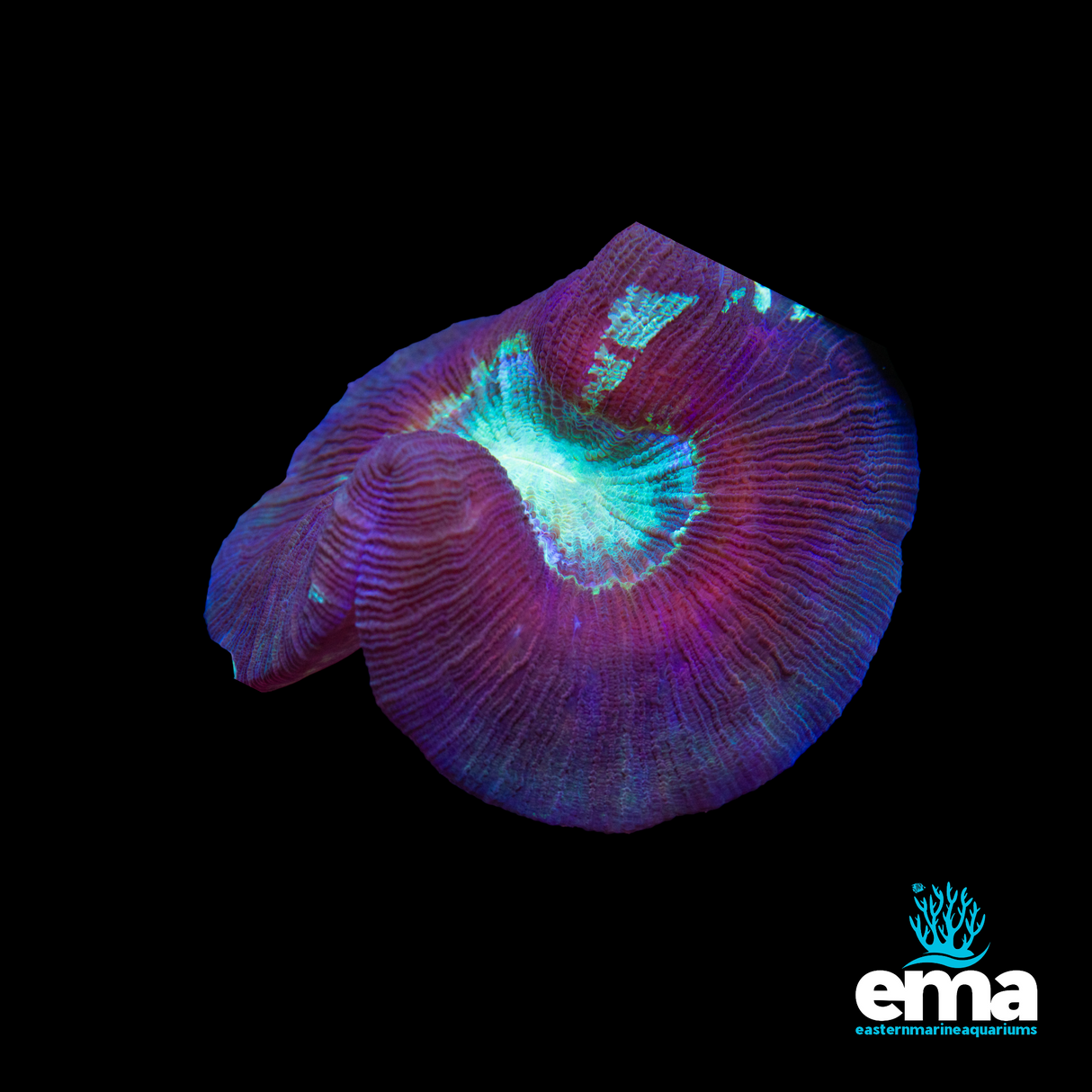 Teal & Purple Trachyphyllia sp