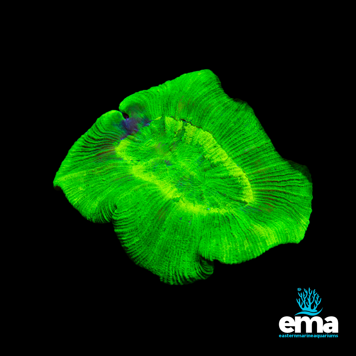 Neon Green Trachyphyllia sp.