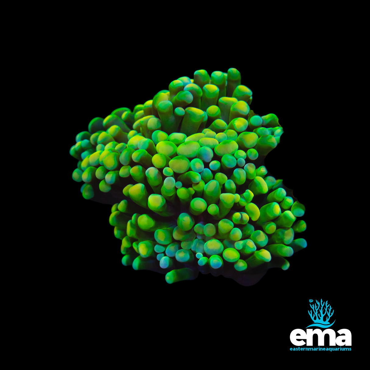 Cultured Yellow Frammer Fragment