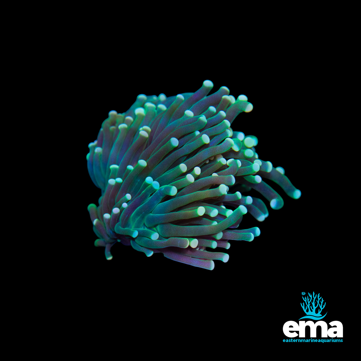 Mint Green and Peach Tipped Torch Coral