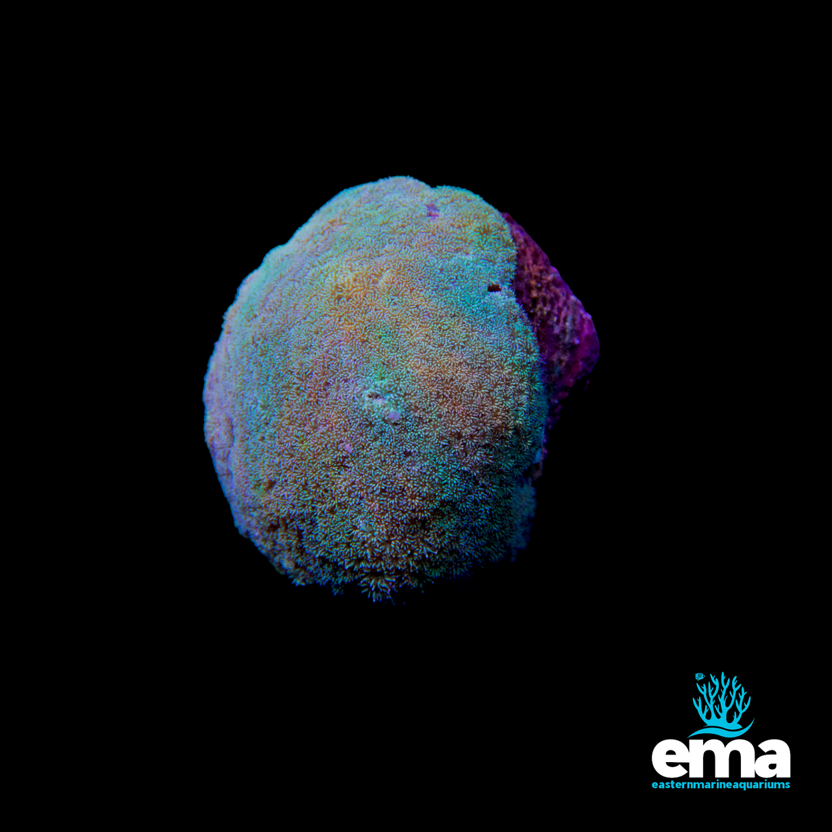 Clearance Bernardpora