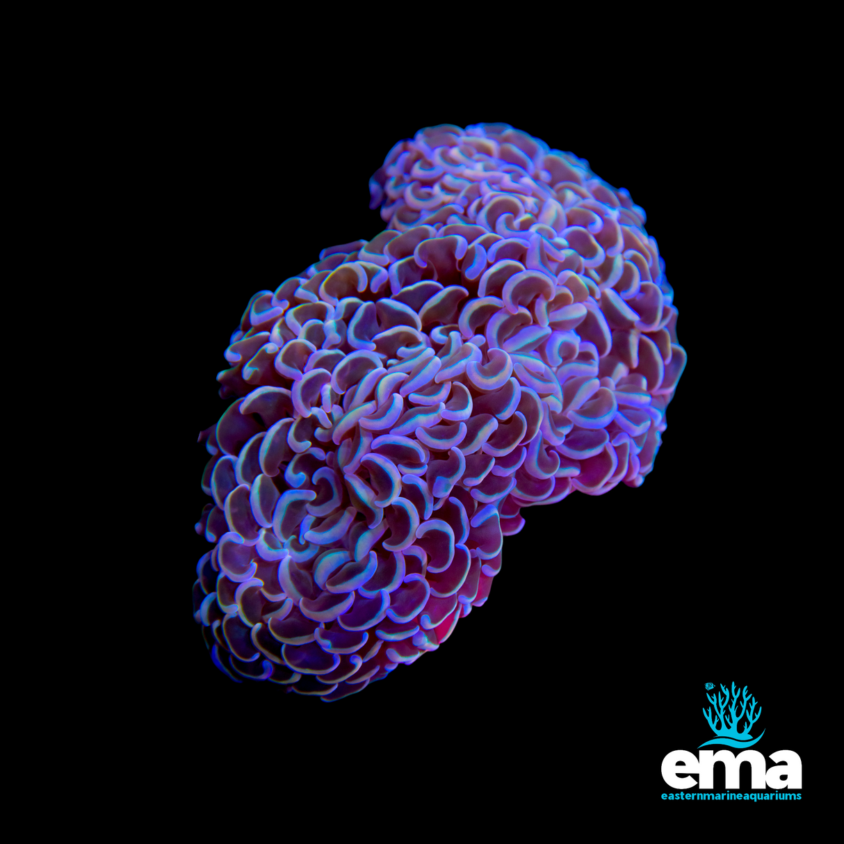 Metallic Rainbow Hammer