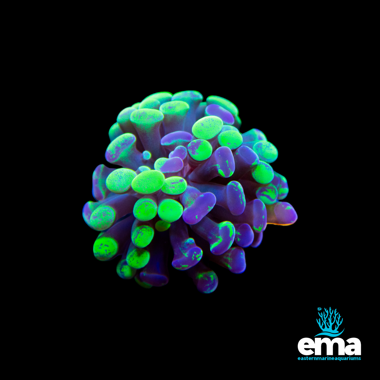 Aquacultured at EMA – Toxic Reverse Frammer Fragment