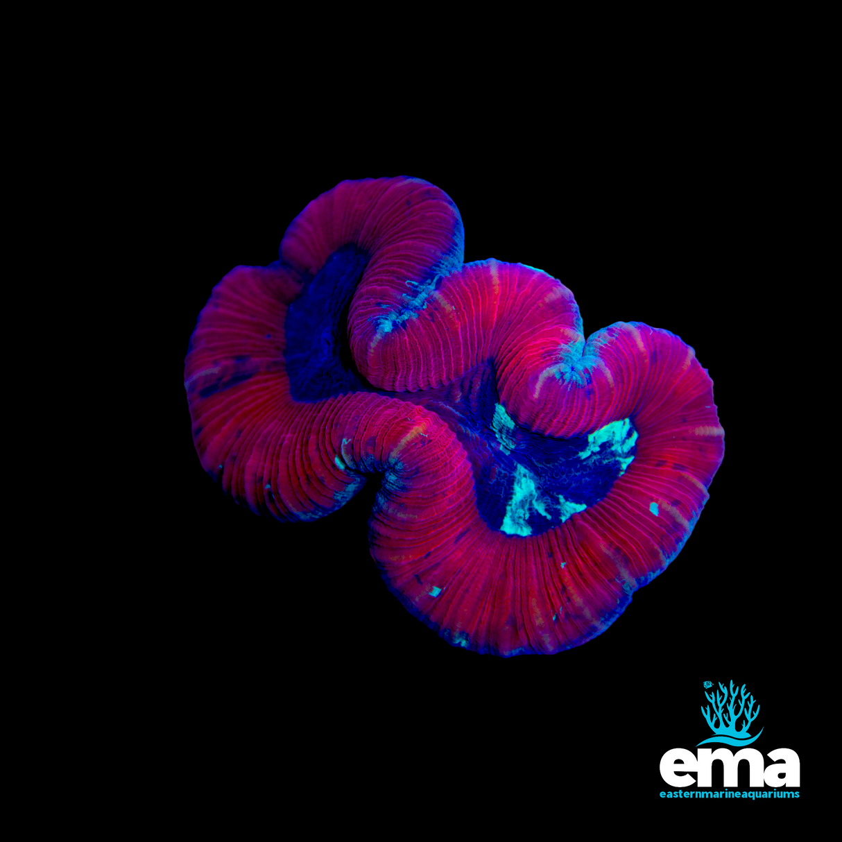 Red Trachyphyllia