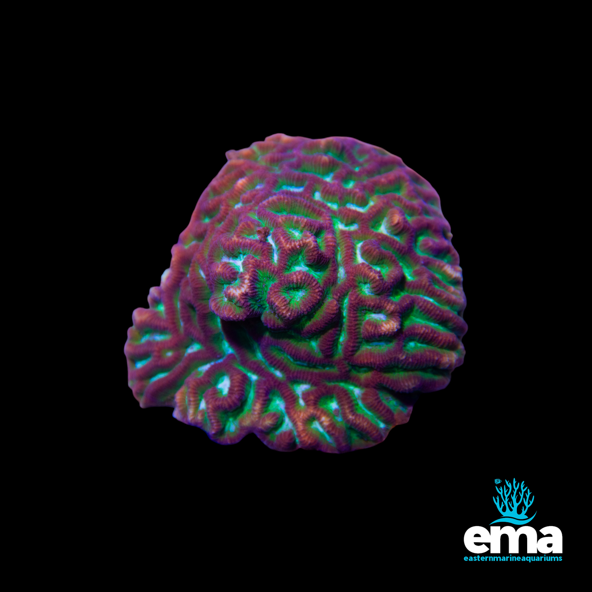 Platygyra sp. (Maze Brain Coral)