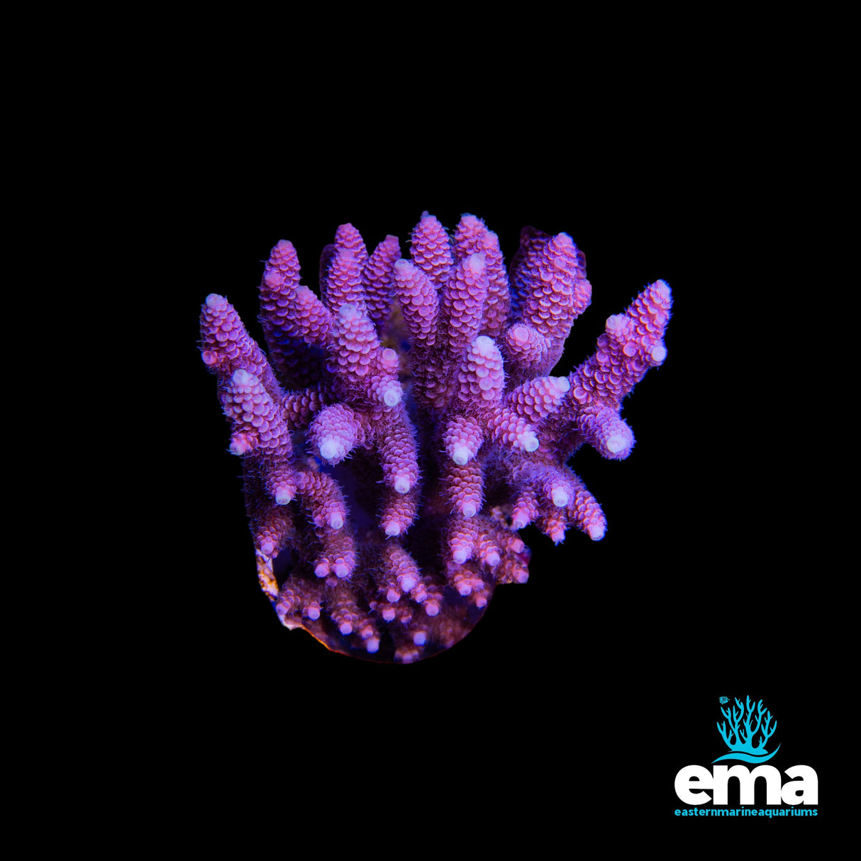 Acropora Millepora