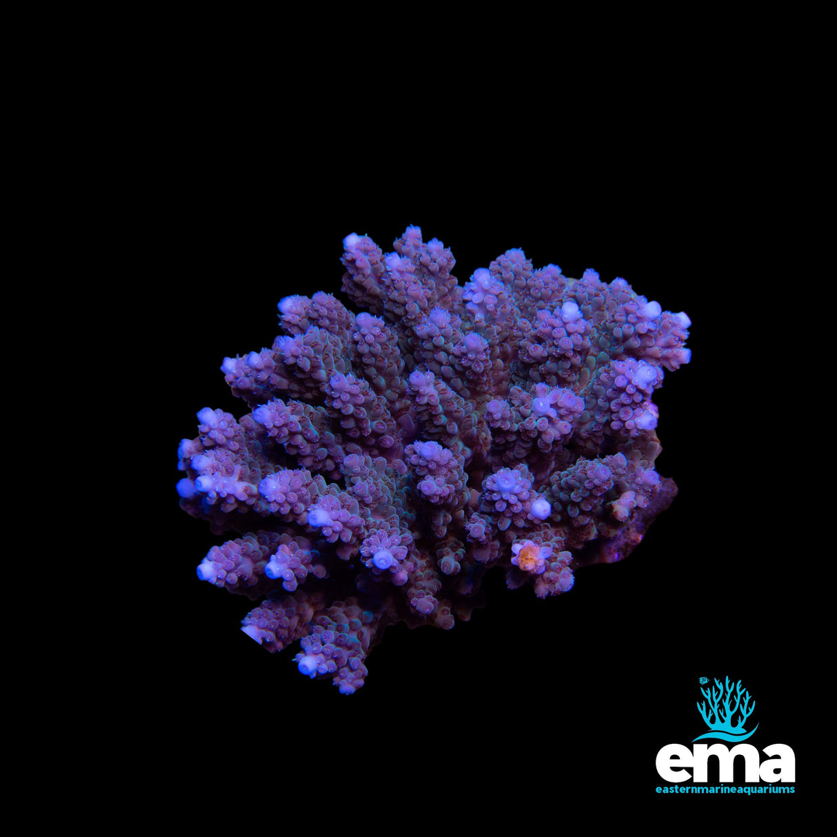 Blue Acropora sp