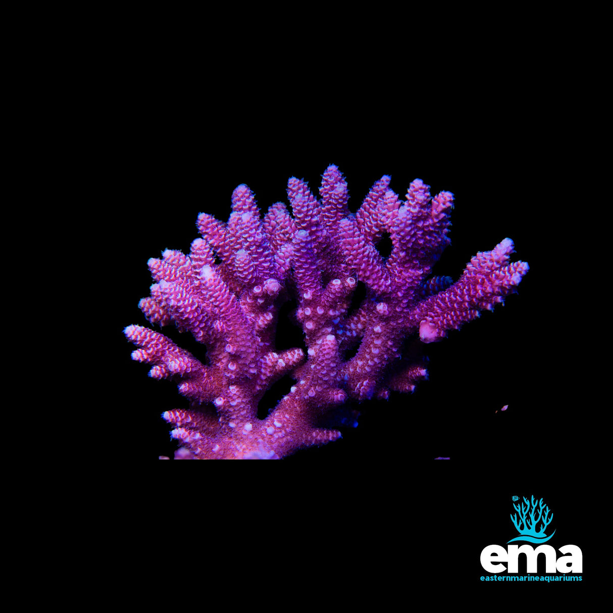 Acropora Millepora