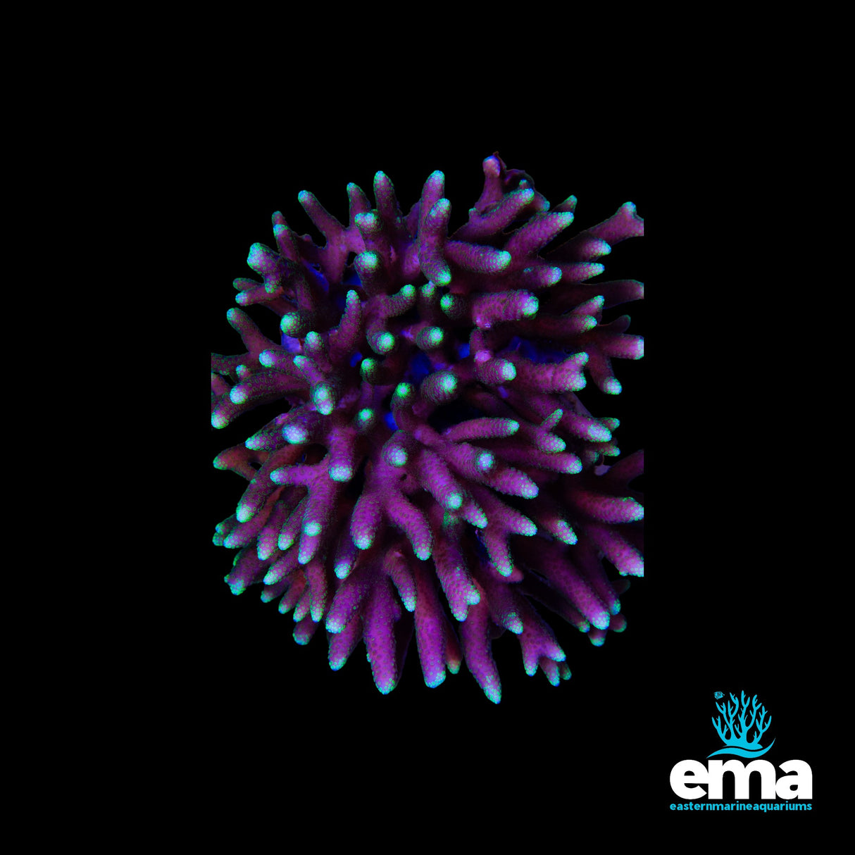 Pink & Green Birdsnest