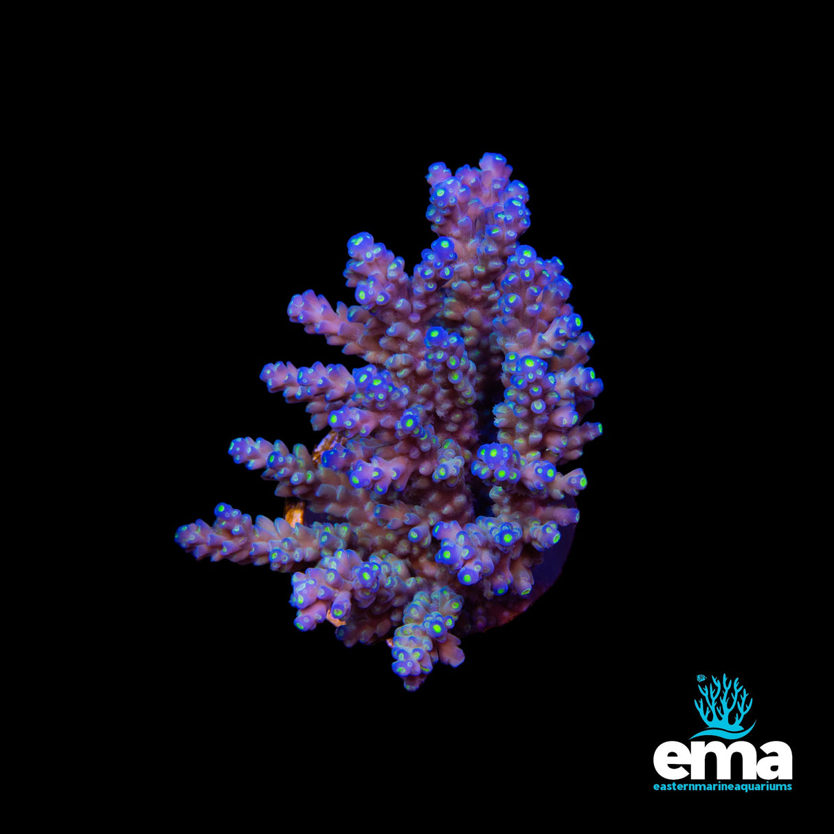 Blue Acropora Tenius