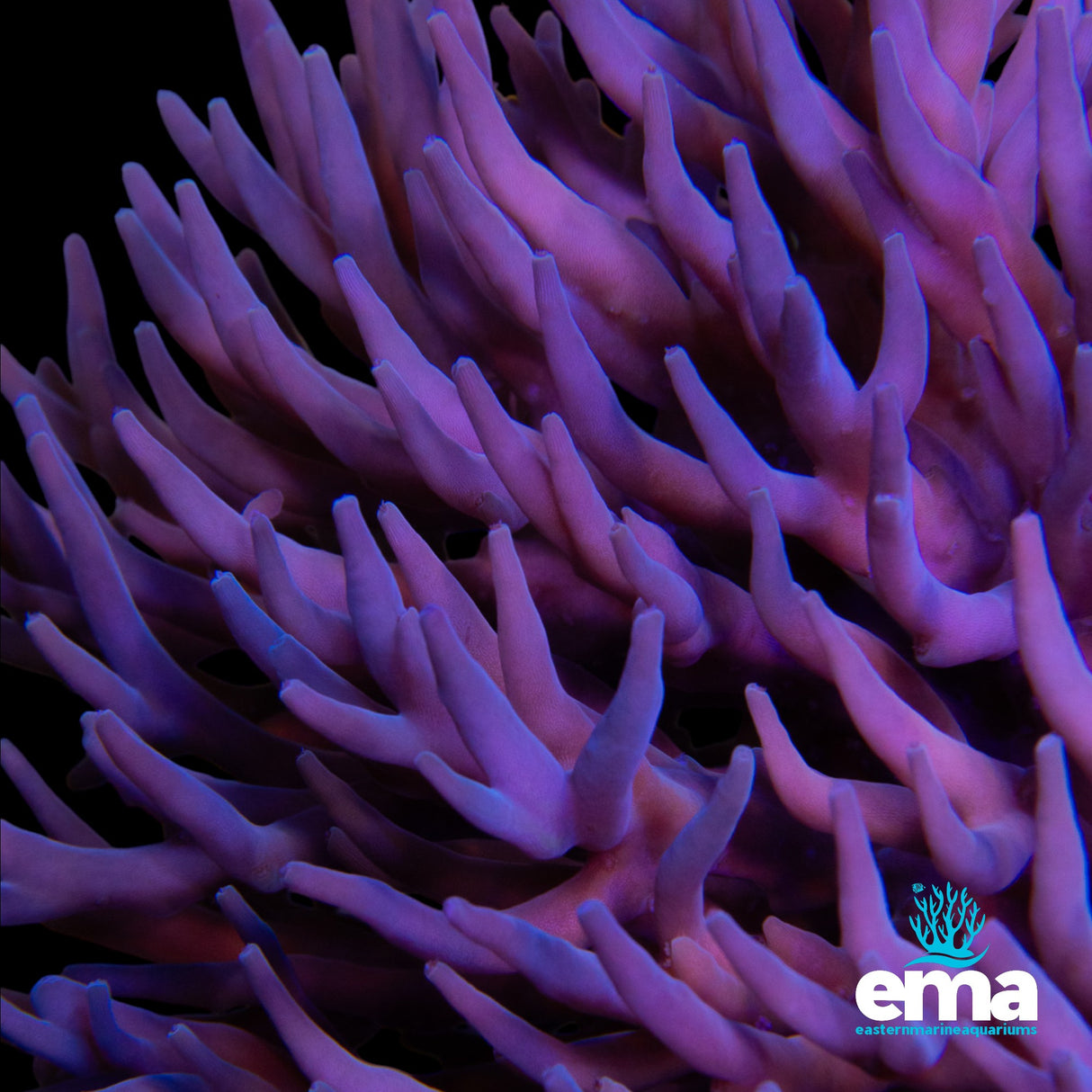 XXL Smoothskin Acropora