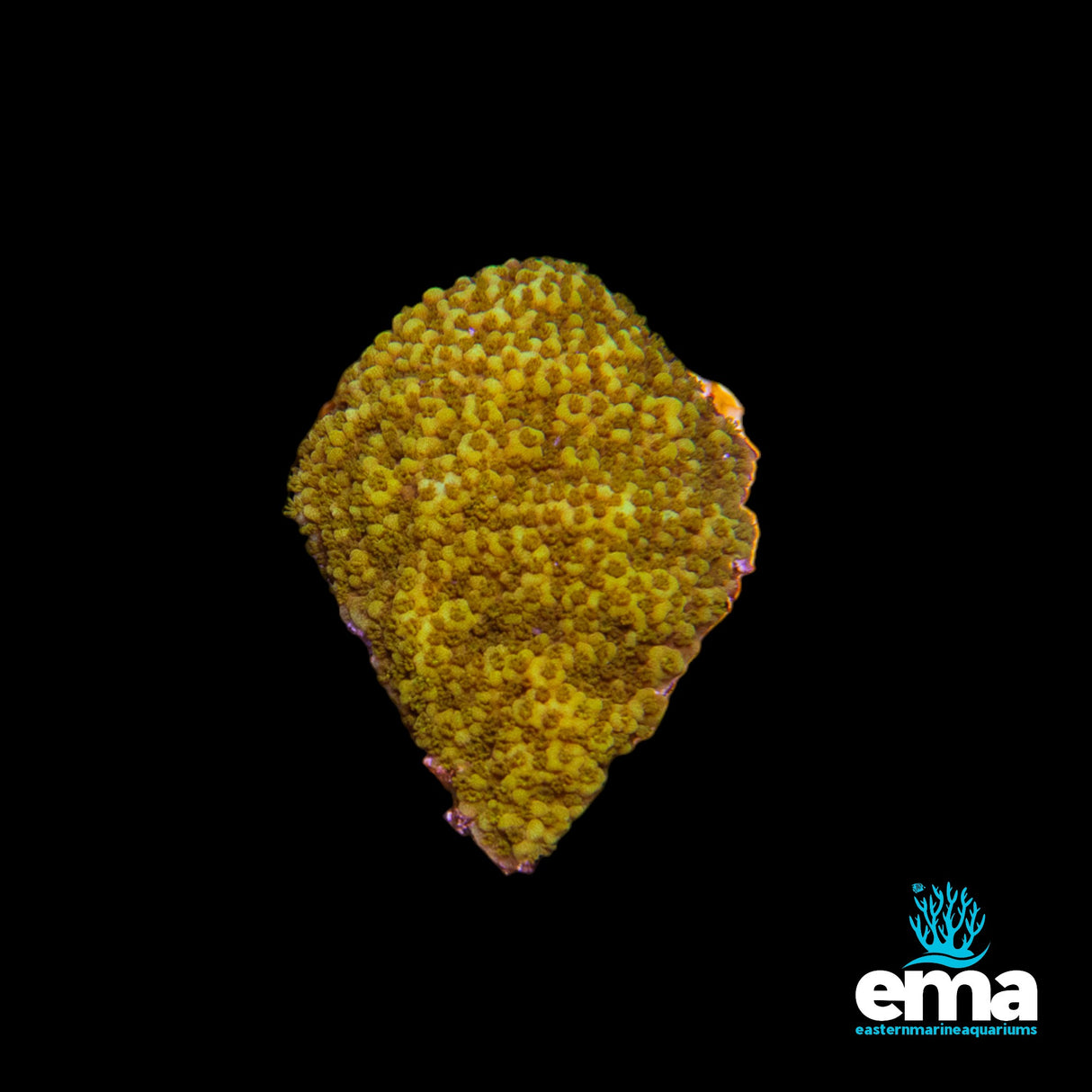 Solar Flare Yellow Montipora sp