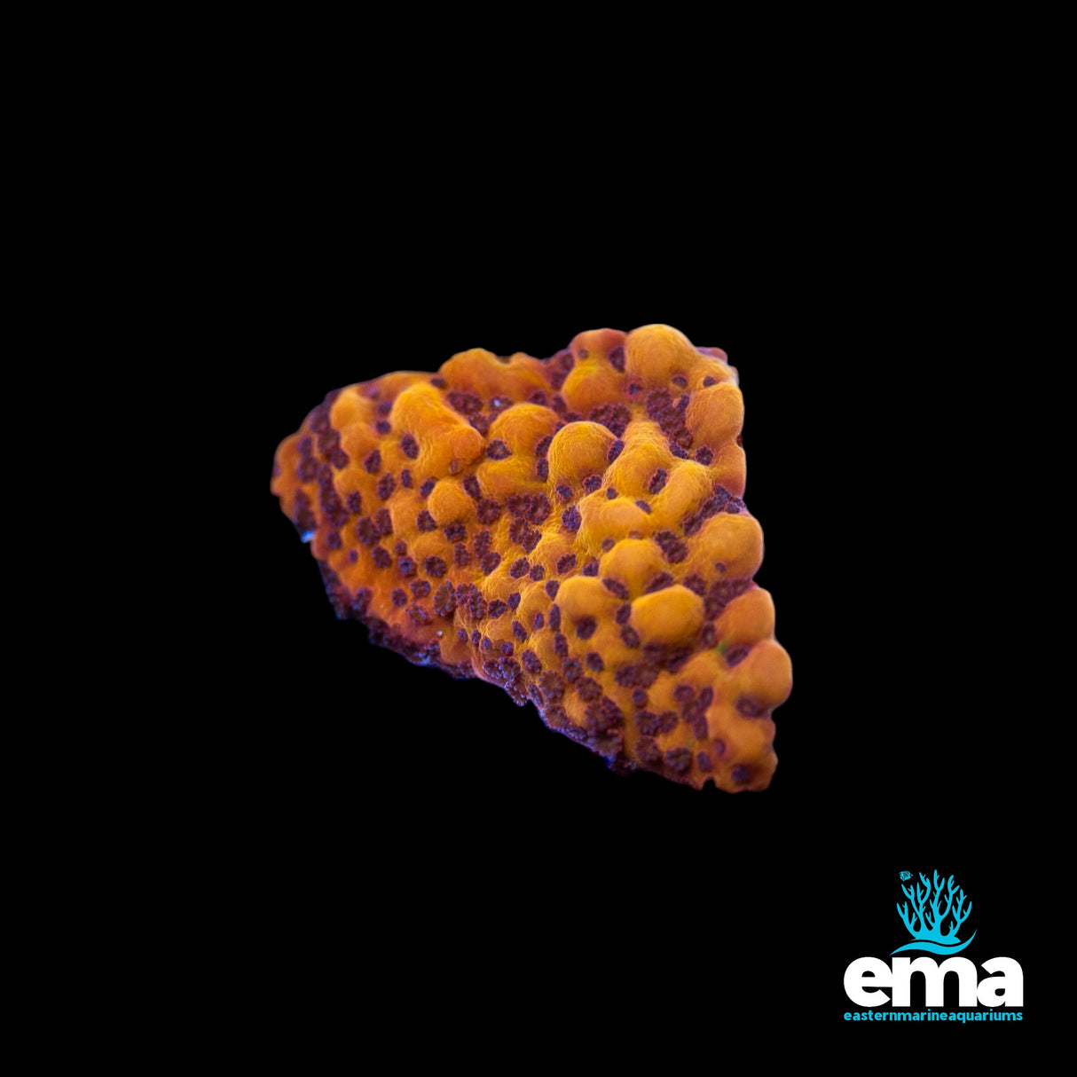 Montipora Flaming Phoenix – Aquacultured by EMA
