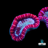 Trachyphyllia Coral
