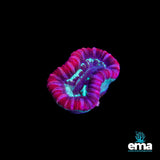 Trachyphyllia Coral