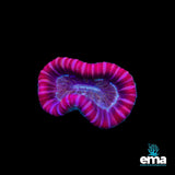 Trachyphyllia Coral - 3 Pack