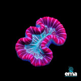 Trachyphyllia Coral