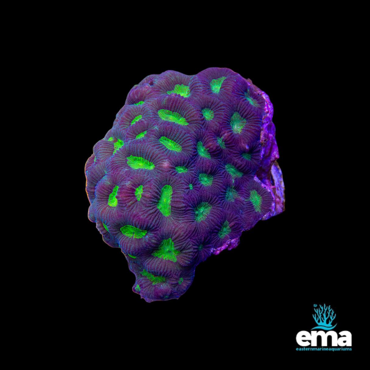Goniastrea Coral