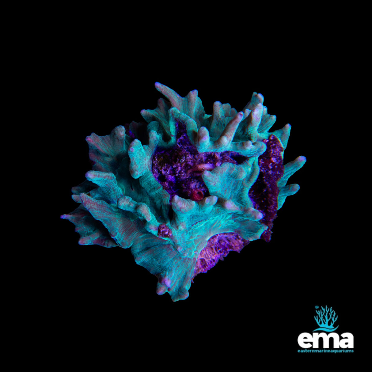 Pectinia Cup Coral - Medium