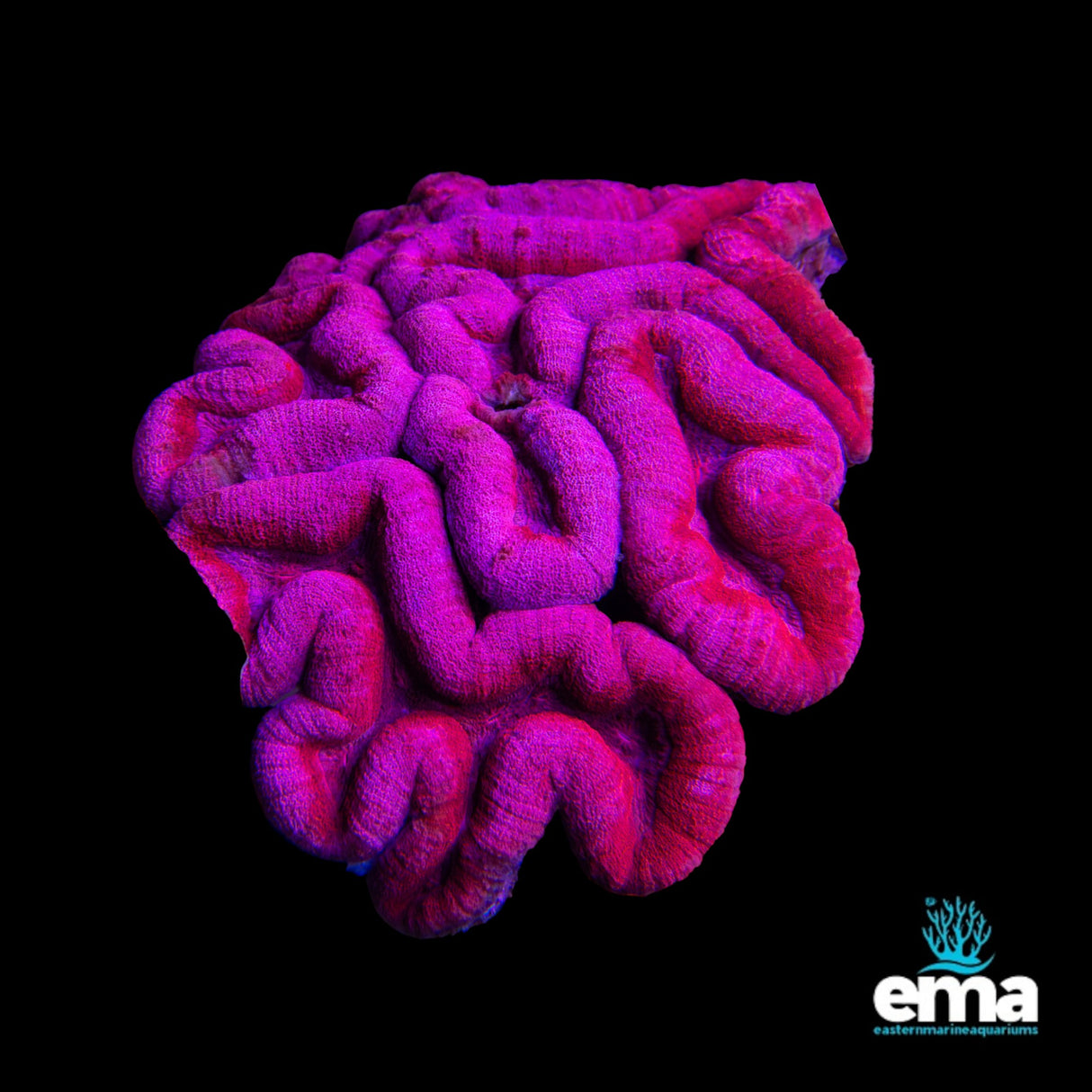 Lobophyllia Coral - Extra Large