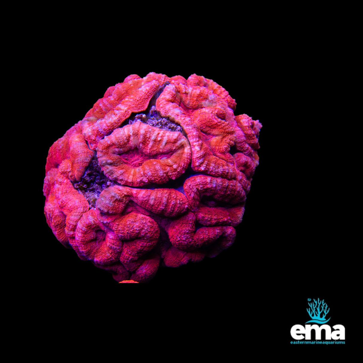 Lobophyllia Coral - Extra Large