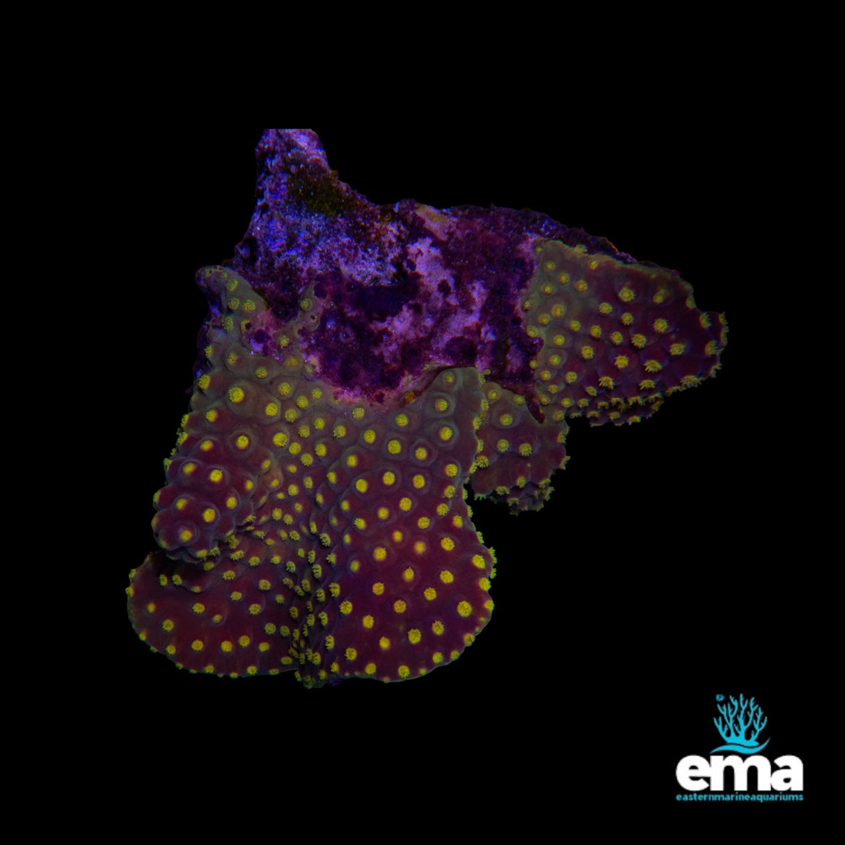 Turbinaria Coral Medium