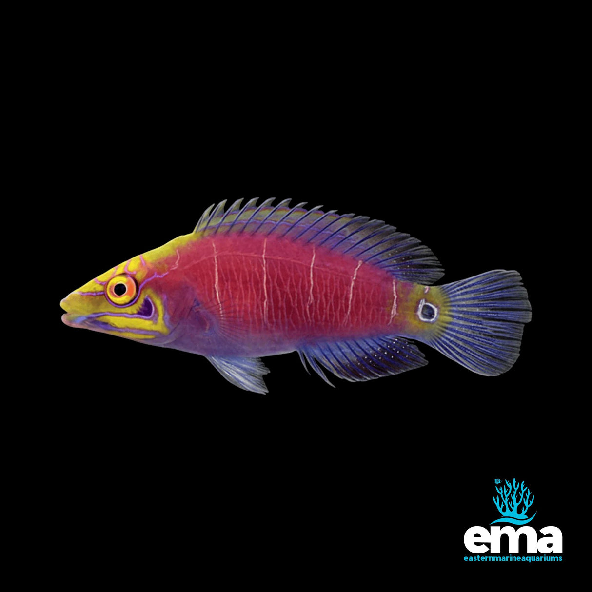 Mystery Wrasse