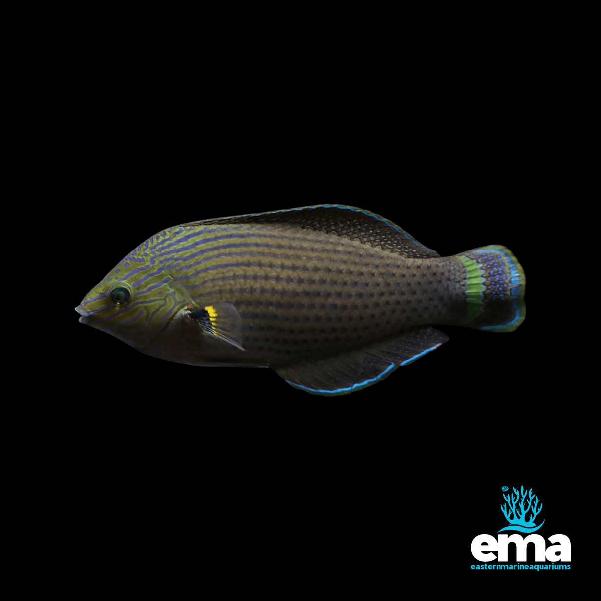 Dusky Wrasse