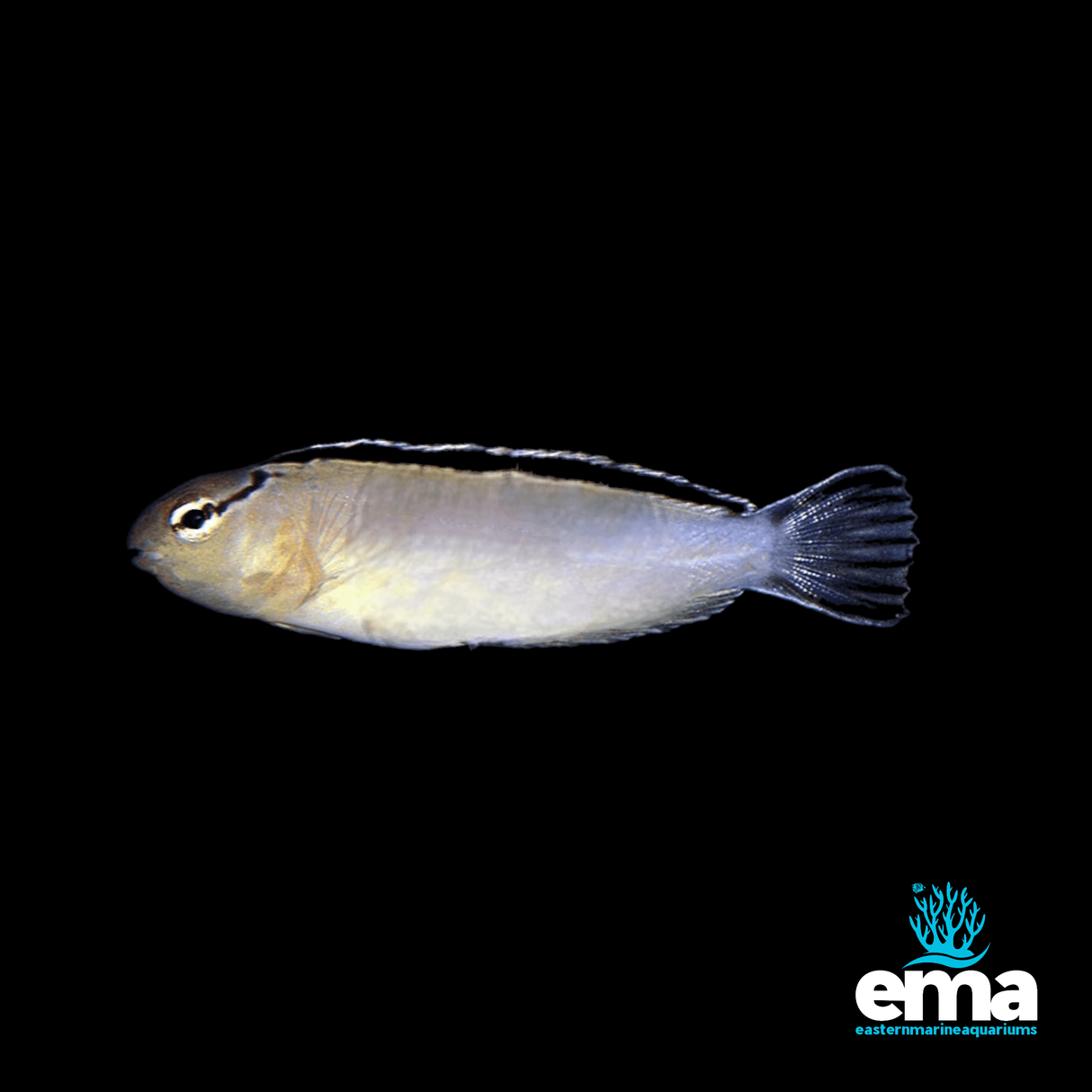 Smith's Blenny