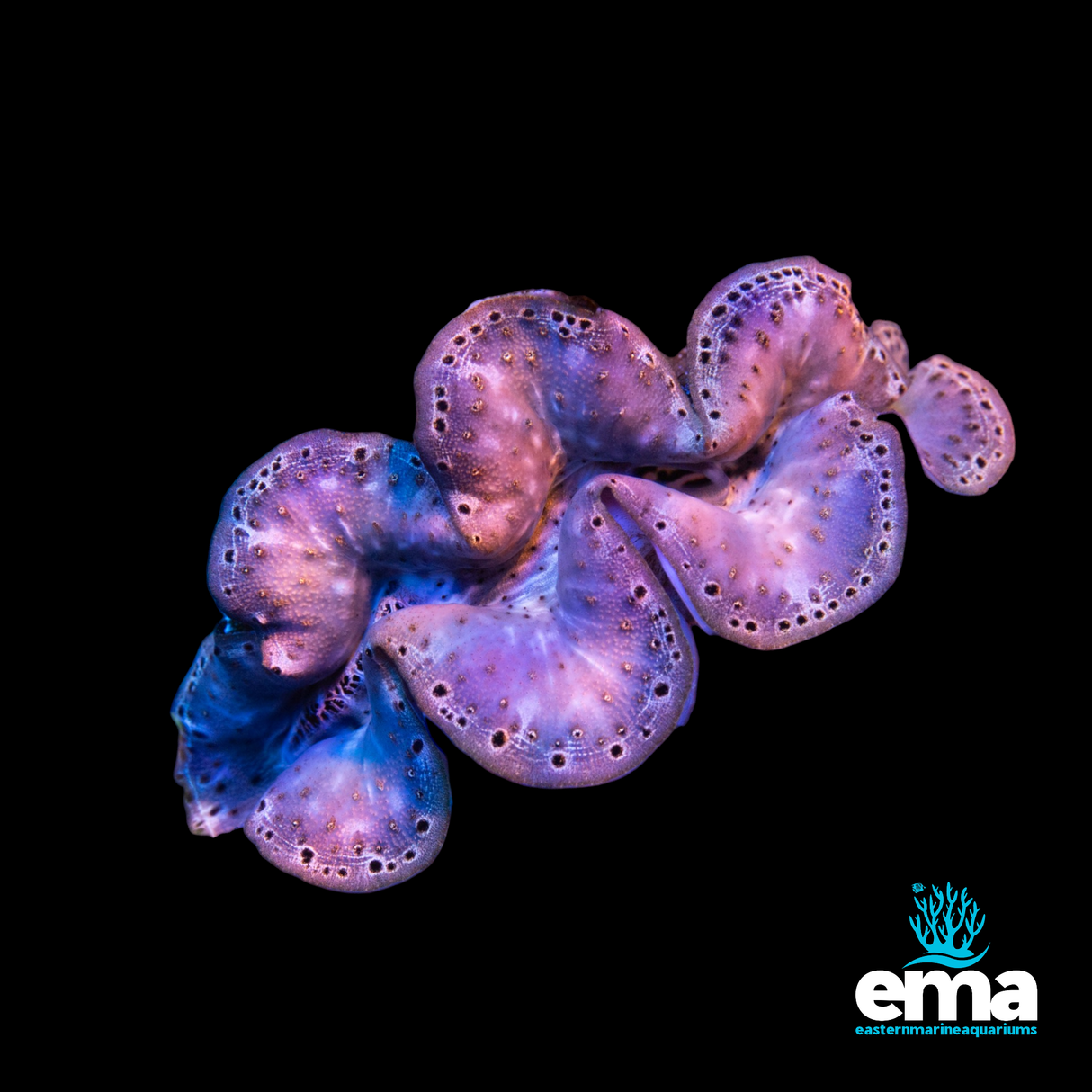 Tridacna Maxima Clam