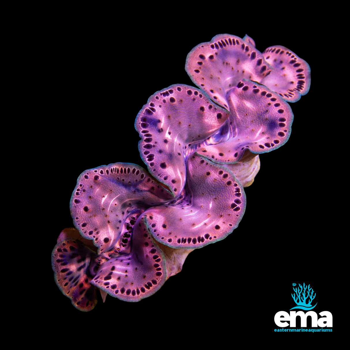 Tridacna Maxima Clam