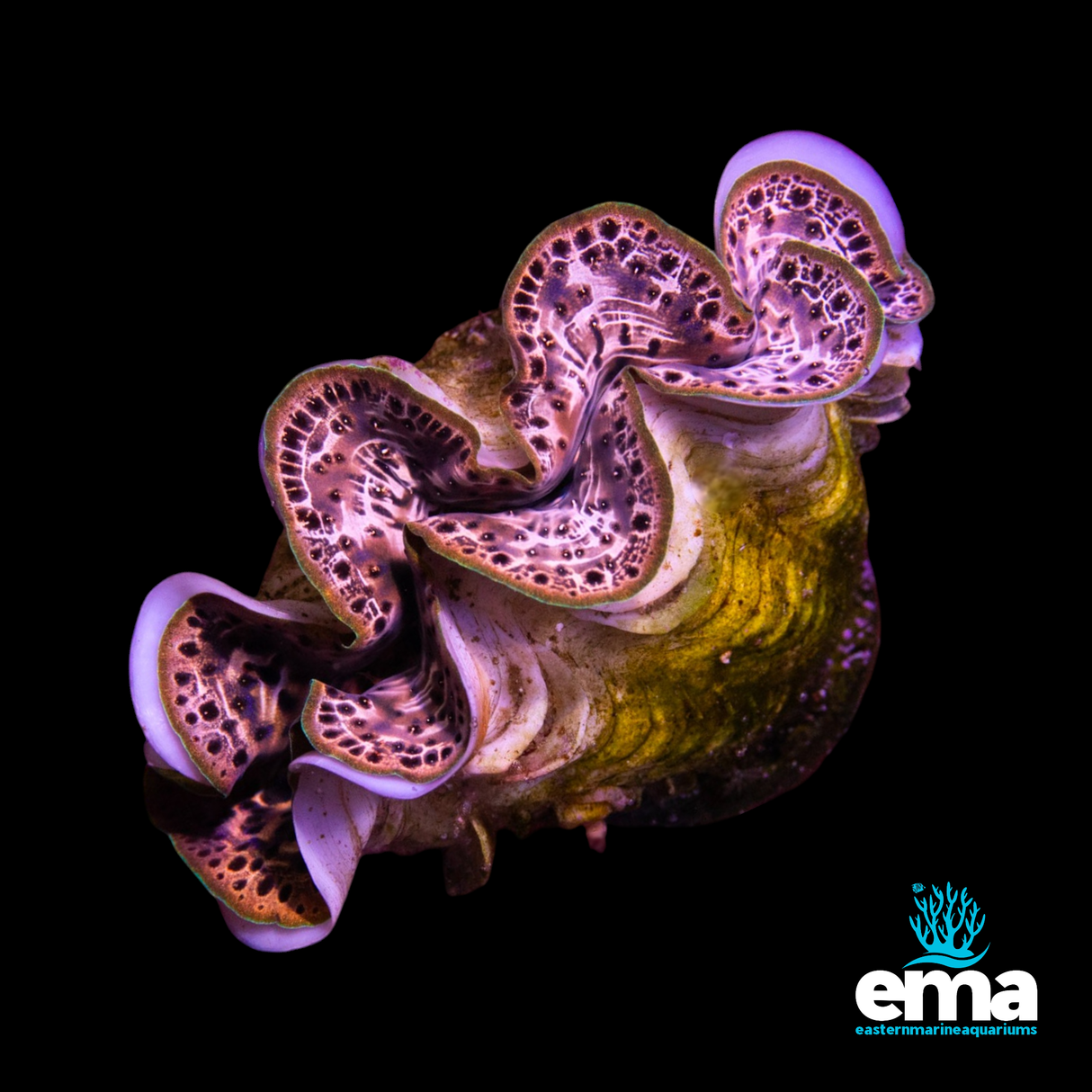 Tridacna Maxima Clam