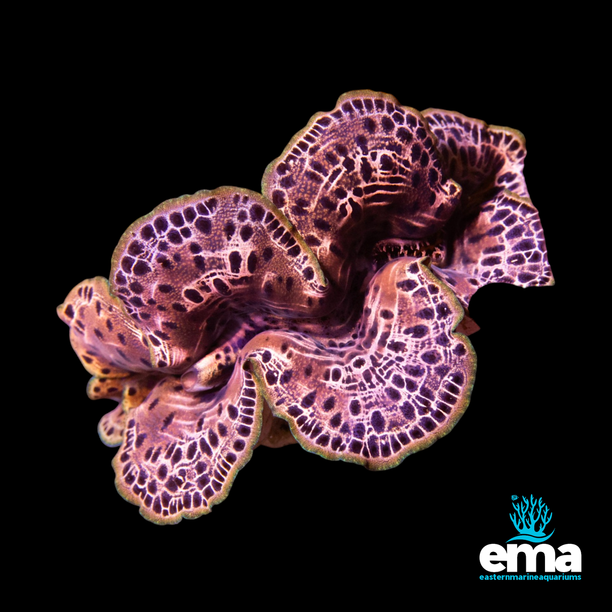 Tridacna Maxima Clam