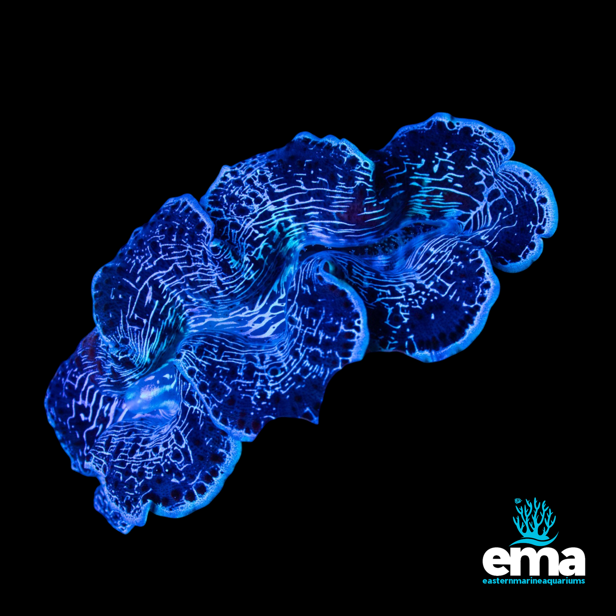 Tridacna Maxima Clam