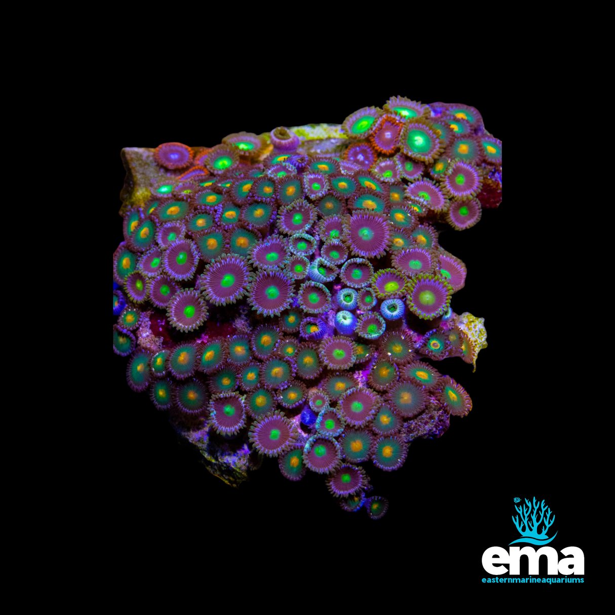 Zoa Colony