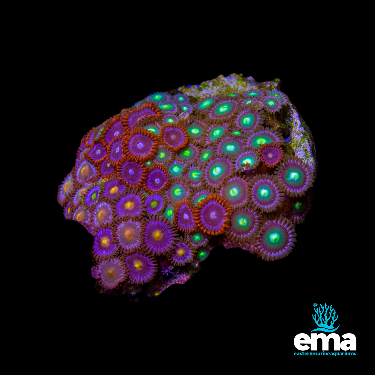 Zoa Colony