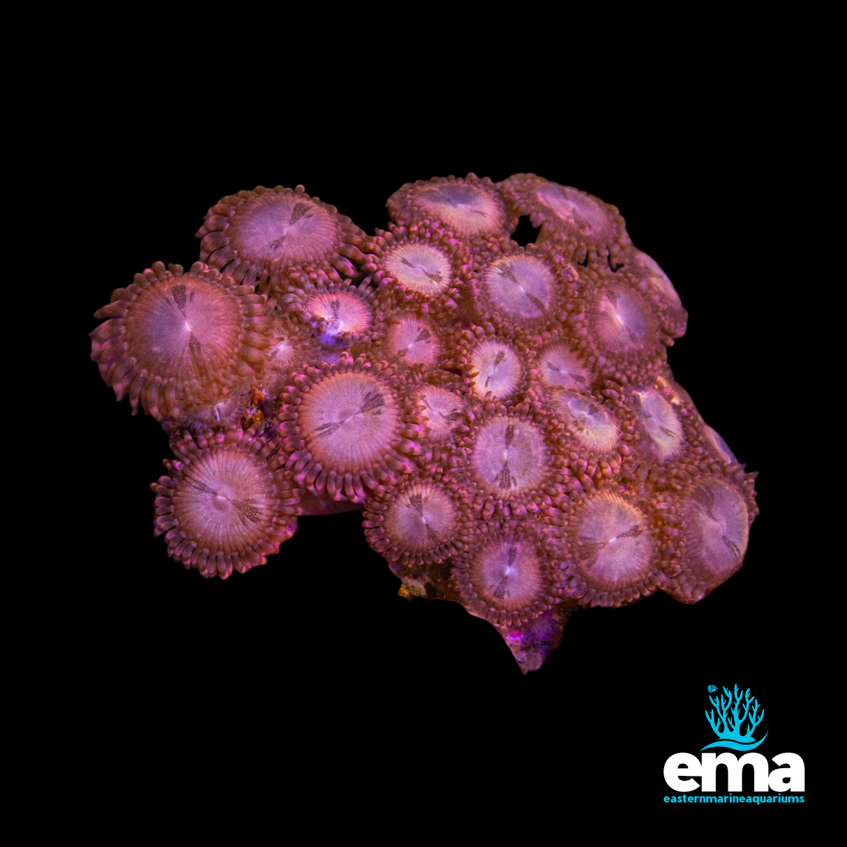 Gold/Peach Zoa Mini Colonies