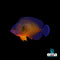Angelfish
