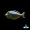 Surgeonfish