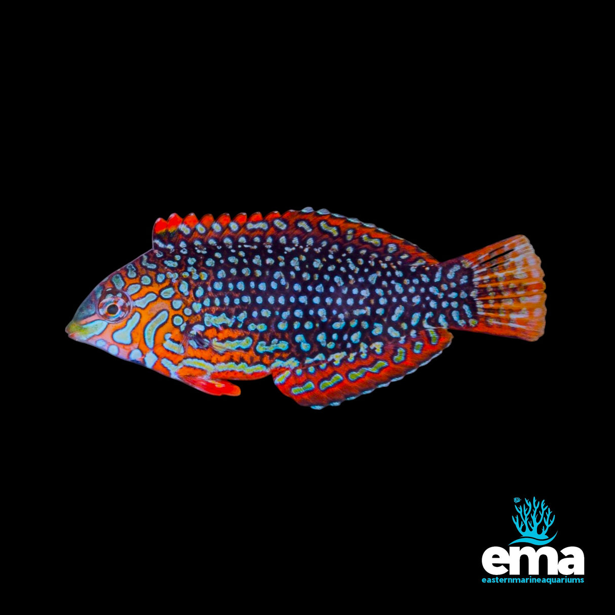 Leopard Wrasse