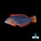 Wrasse