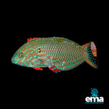 Leopard Wrasse