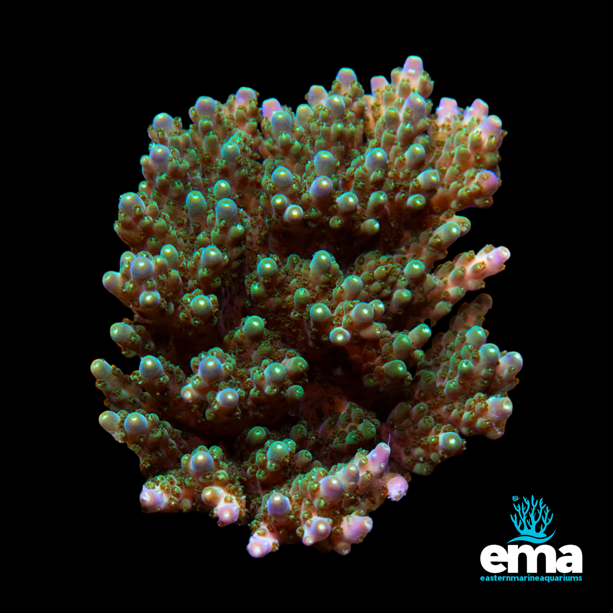 Acropora Colony