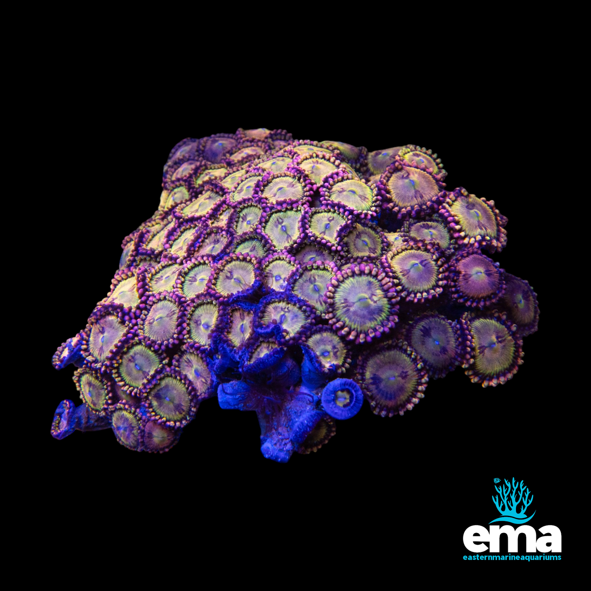 Hallee Berry Zoanthid Colony