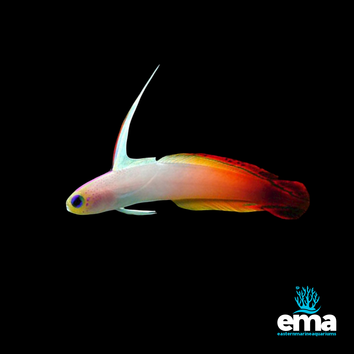 Red Firefish – EasternMarine Aquariums