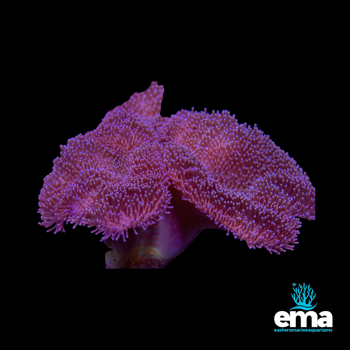 Purple Toadstool