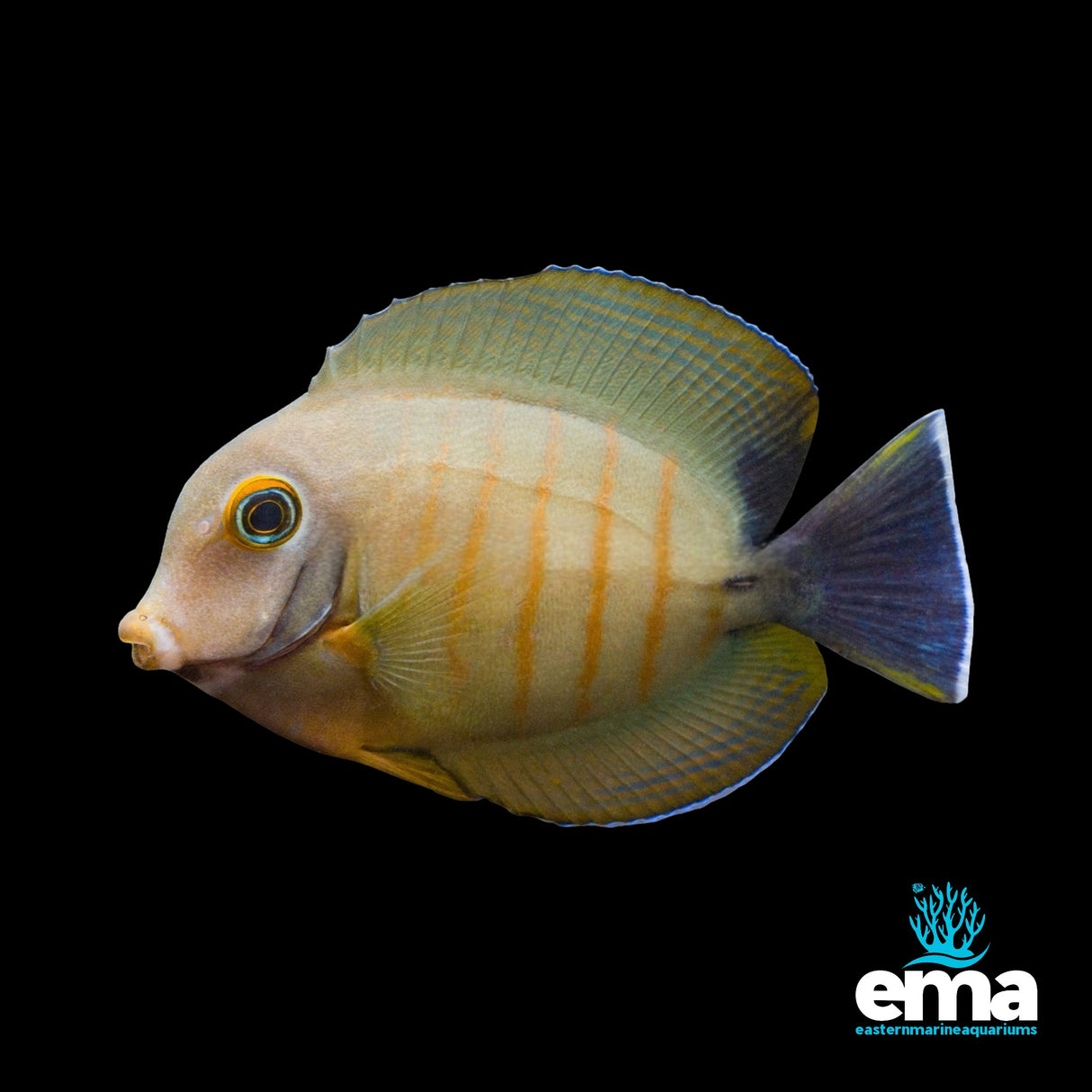 Mimic Eibli Tang