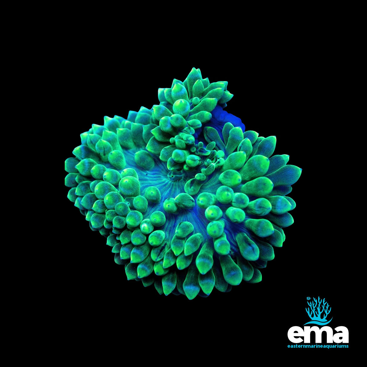 Green Bubble Tip Anemone