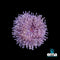 Anemones