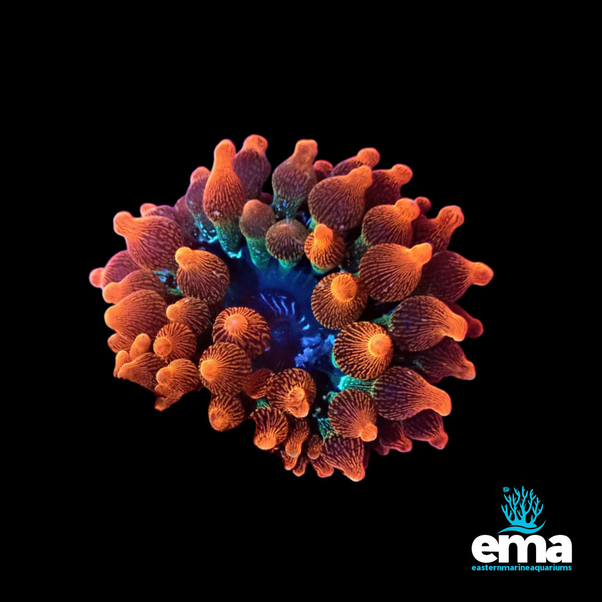 Rose Bubble Tip Anemone